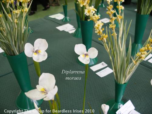 DSCF1628 Diplarrena moraea